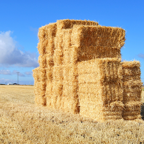 Stack of hay bales on dry farmland.