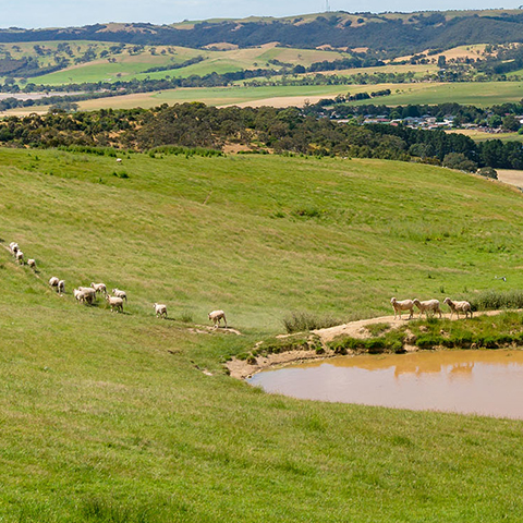 Landscape of countryside fields and scrub in South Australia with sheep at dam in foreground and blue sky in the background.