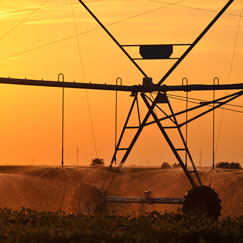 Agricultural watering equipment in a crop field.