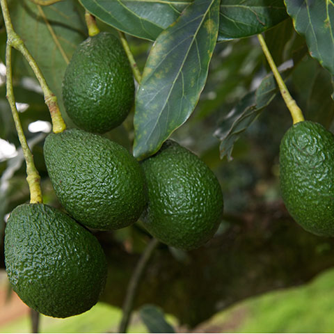 Avocados on a tree in regional Australia