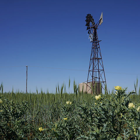 Windmill in a green field next to an old water tank against a clear blue sky.