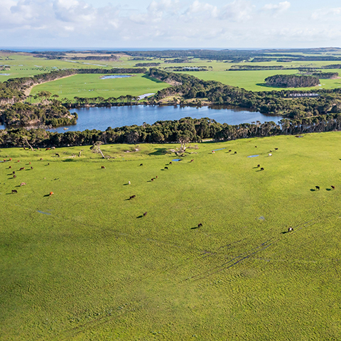 Aerial view of herd of cows grazing in large green field on King Island, Tasmania.