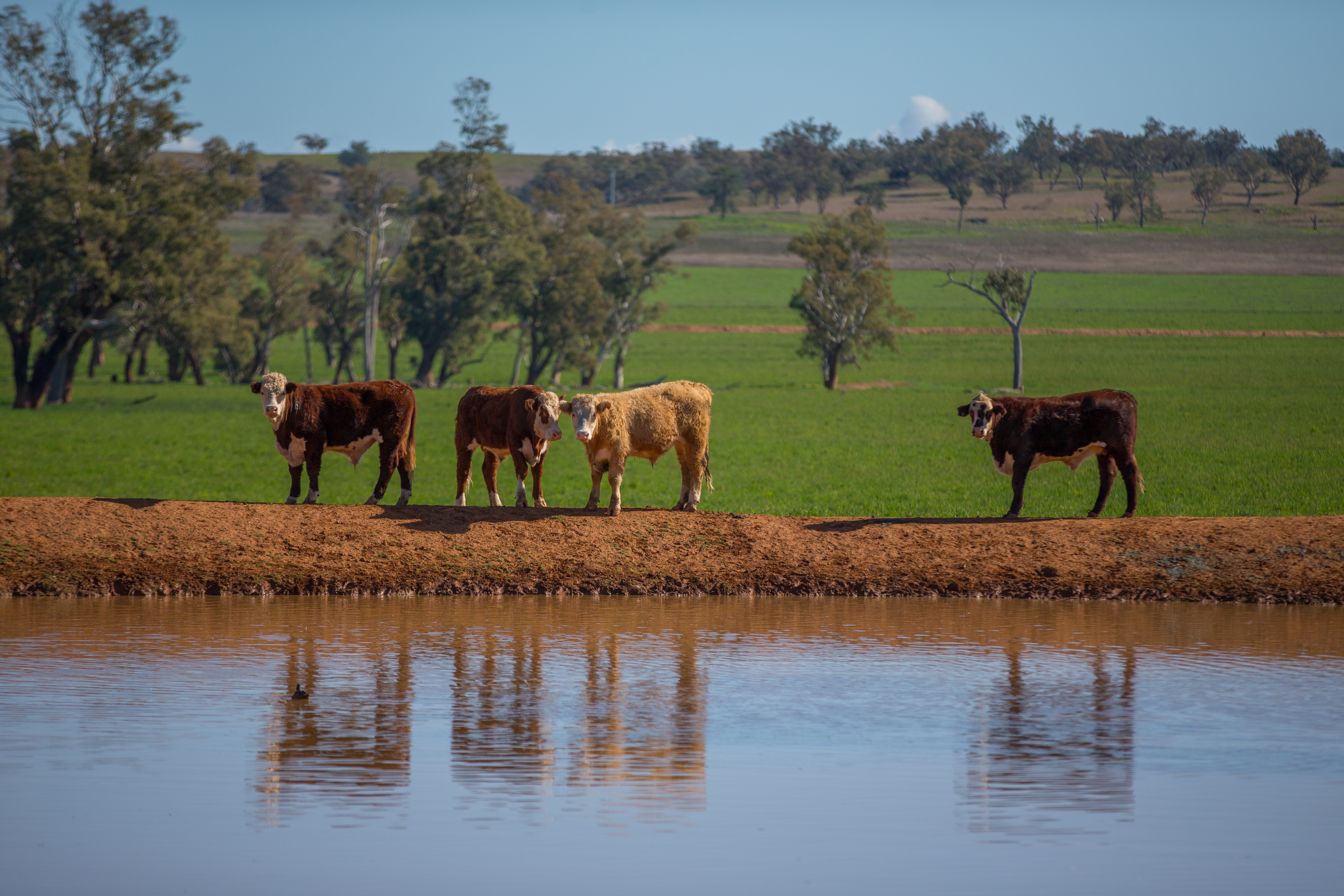 Livestock near water in Tamworth in New South Wales in Australia Image courtesy Joshua Smith