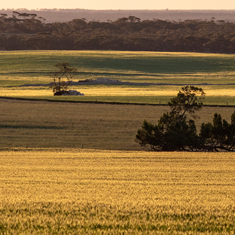 Landscape view of amber wheatfields at sunset with trees in centre and bushland in background..