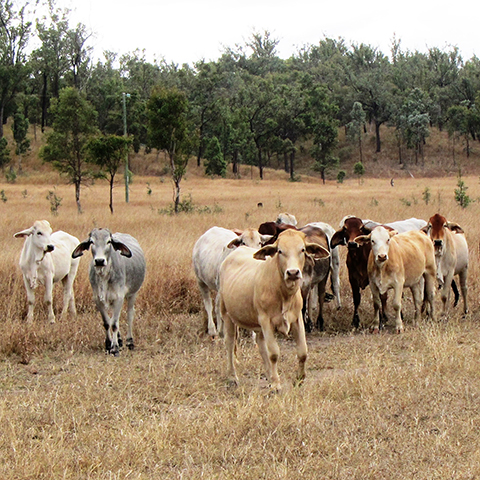 Cattle at Hughenden, Qld.