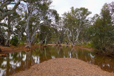 Frome River on Mount Serle, a property owned and managed by the community who manage Iga Warta. Image credit: Simone Stewart, South Australian Department of Environment and Water