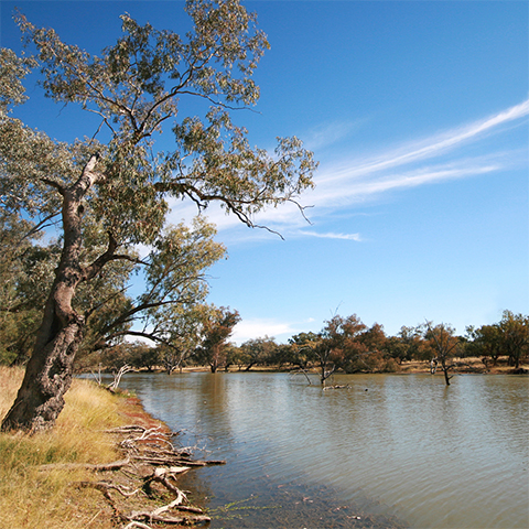 Landscape photo of Darling River near town of Bourke with dry landscape on both sides and trees coming up out of the water.