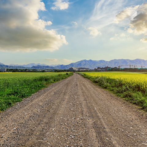 Country road with crop fields to the sides and blue sky with clouds in the background.