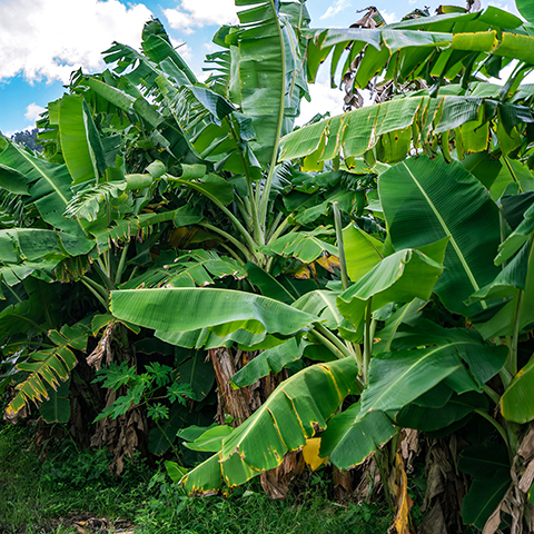 Banana palms, Lakeland Qld.