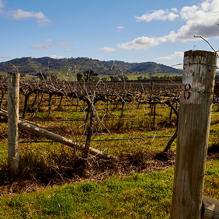 A close up of leafless winter crops of grapes in Mudgee with a hill and blue sky in the background.