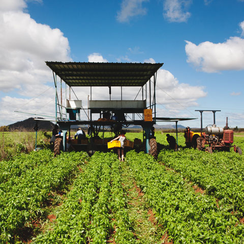 Image of workers and machinery harvesting basil in a green field near Mareeba, Queensland.