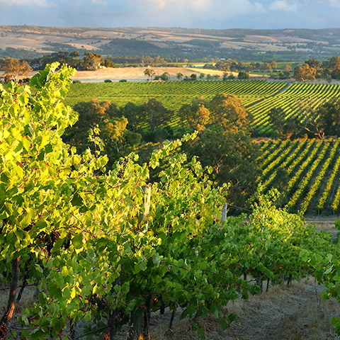 Vineyard in the foreground, with sweeping hills and some more vineyards in the background. Cloudy and blue sky. 