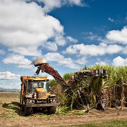 Harvesting crops.