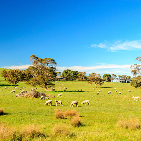 Sheep grazing in a green field