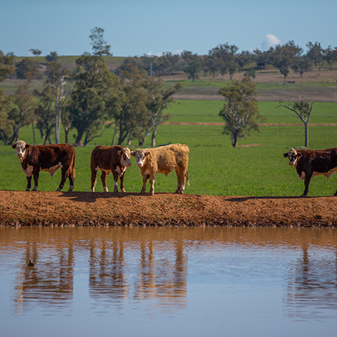 Cattle near Mole River.