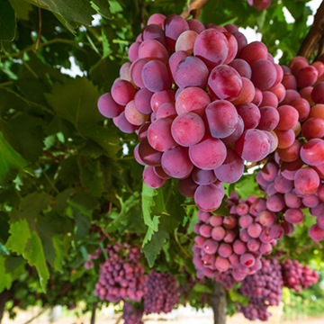 Grapes in a Barossa Valley vineyard.