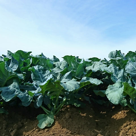 Broccoli plant up close with blue sky above.