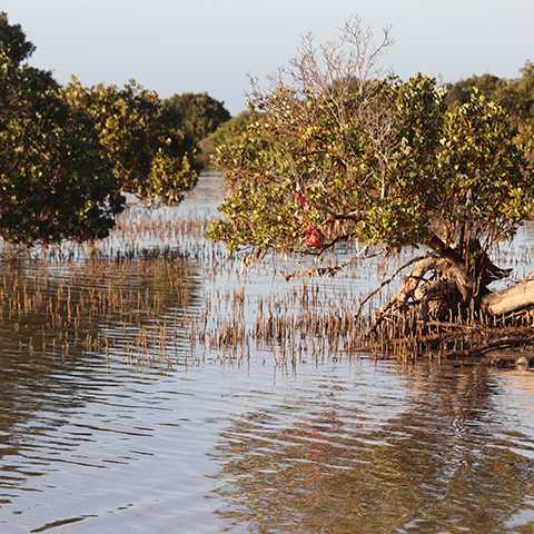 Mangrove swamp.