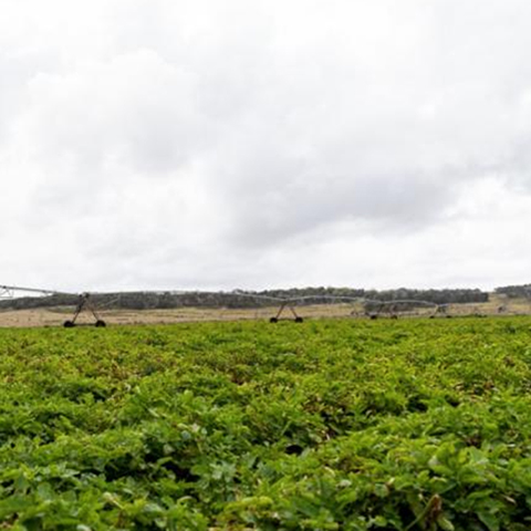 Green crop in foreground with irrigation equipment behind.