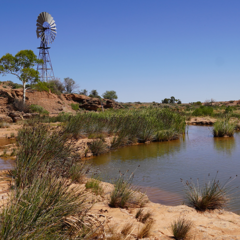 A (water) spring in remote South Australia, with a windmill in the background.