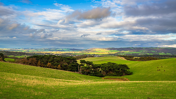 Green farmlands in the Adelaide Hills.