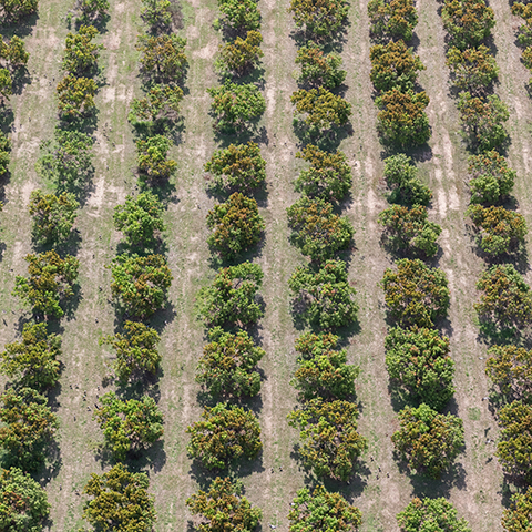 Aerial view of mango orchard in Darwin with small trees spaced evenly across a field.