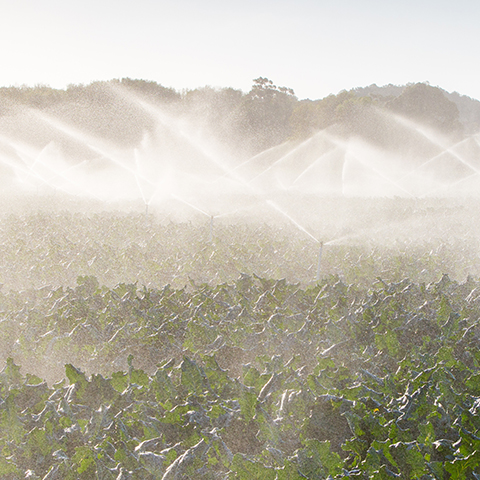 Crop sprayers watering green crops with tall trees and a grey sky in the background.