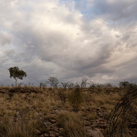 Desolate scrubland scene, overcast.