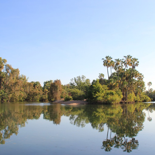 Roper River in the Northern Territory, surrounded by trees.