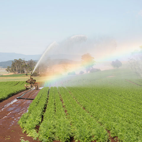 Irrigation equipment watering a crop and creating a rainbow in the sunlight.