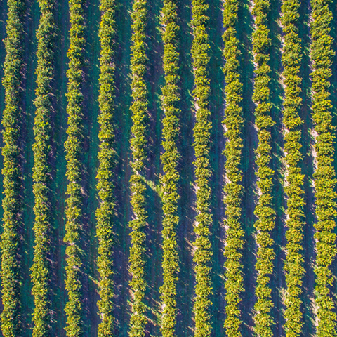 Aerial view of crop rows.