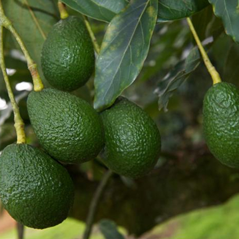 Avocados on a tree in regional Australia.