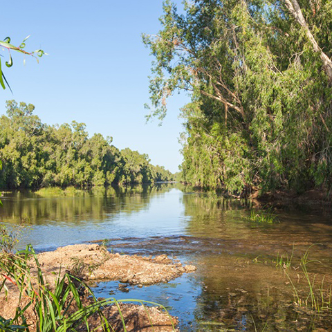 River flanked by trees