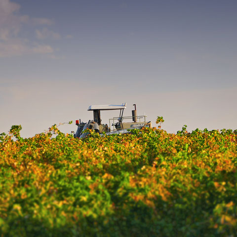 A tractor in a sultana vine crop.