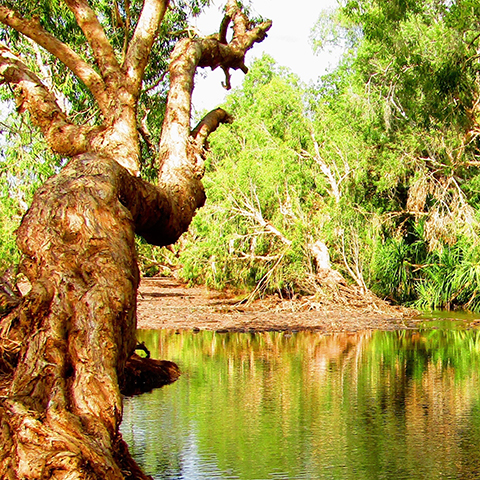 Victoria River in the Northern Territory surrounded by trees.