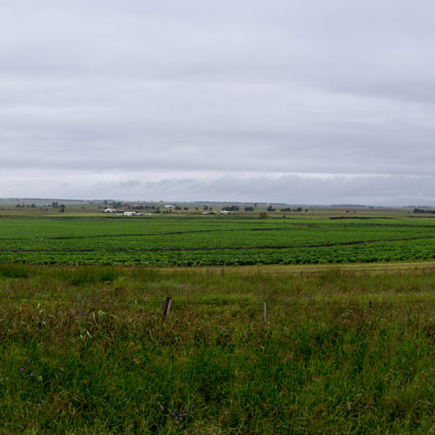 A green field with a grey, cloudy sky above.