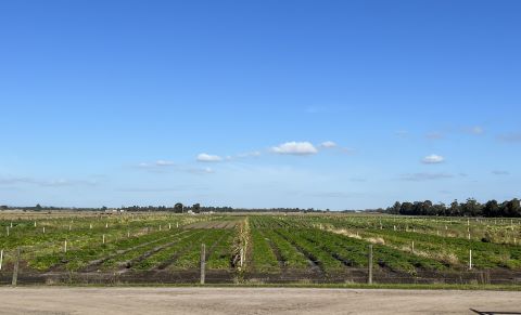 Street view of agricultural land in Victoria. 