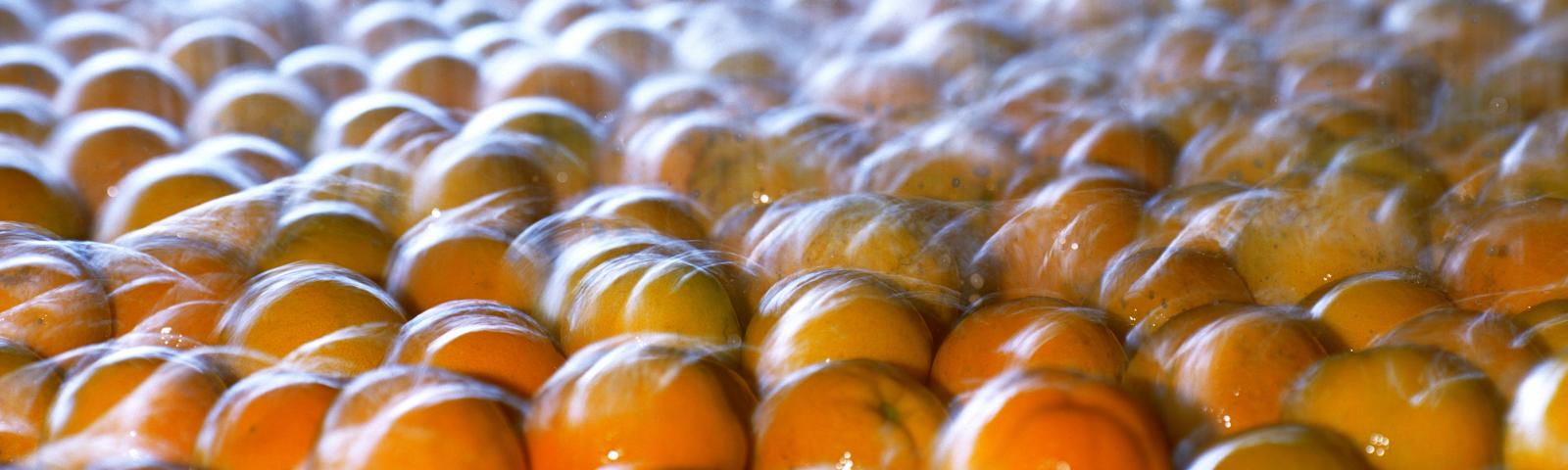 Orange harvest being washed in Australia